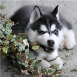 Husky Lovers!!!!