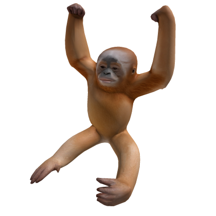 Orang Utan Kalimantan Roblox item