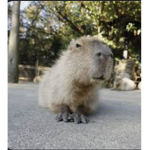 Capybara border