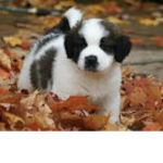 Save the cute doggies