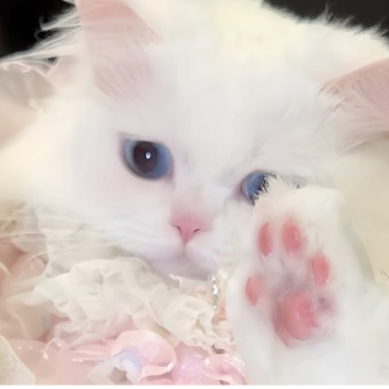 meow
