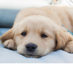LoveADog