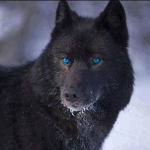 Wolf girls 4 life!