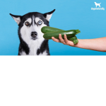 Zucchini dog