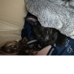 Kitten world with star and Blake