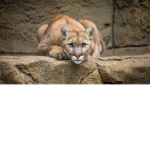 the puma's
