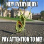 NO ATTENTION SEEKERS