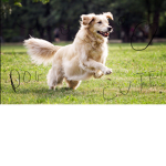 dogs!!!! (so cute!)