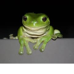 FROG..........................................FROG
