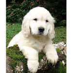 do yall like dogs?