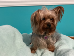SophieGtubeHD group