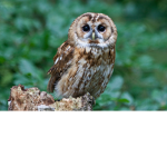 owls unite