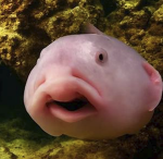 blobby yt