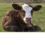 Cows United! official