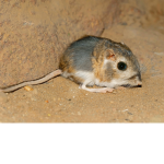 kangaroo rats united