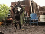 monke 5starr hitman