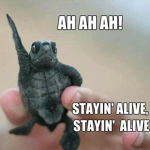 The very epik turtles