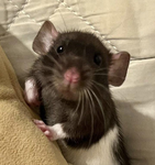 Rodent Interactives