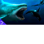the shark rulers