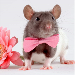 The Rat War Area!!!