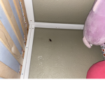 =RoAcHeS=