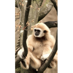 Monkeys! <3