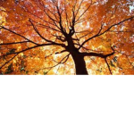 Autumn Players