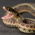 The_snake