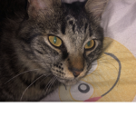 Maddy’s cat party group