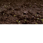 -! Dirt Cult !-
