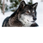Cursed Howls