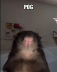 apple meme