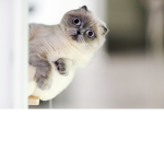 hi HEHE :3