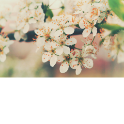 flower paradise