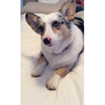 Corgi and cookie squad