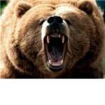 Bear Clan
