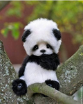 Pandy The Panda!