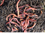The Earthworm Community!