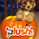 'plushi'