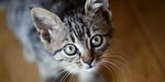 cats and us