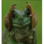 Frogs bark