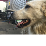 • Dog guards •