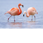 !Flamingos!