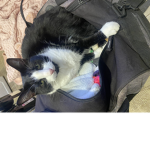 Abellas sparkle cat land