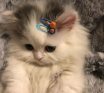 Hamster bean