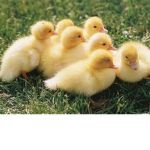 The Ducklings (Ro-Ghoul)