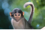 MONKEYS vs SEGULLS!!!