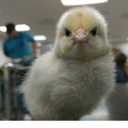 Chicken Rampage