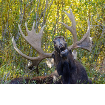 MOOSE LAND