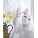 Twinnningcats:)